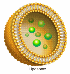Liposome C